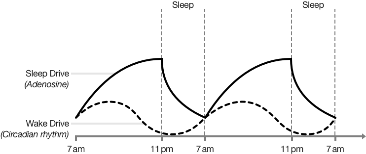 Diagram of sleep and wake drives