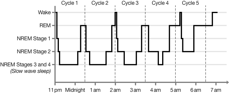 Diagram of sleep stages and cycles